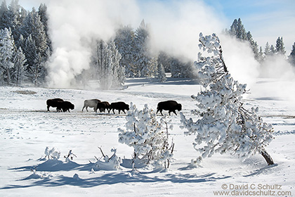 Bison in Yellowstone winter photo tour