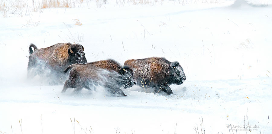 Bison running through the deep snow during the winter in Yellowstone National Park.