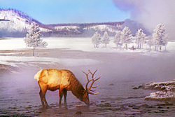 Winter Yellowstone photo tour bull elk