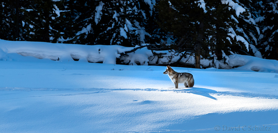 coyote photographed during our winter in yellowstone photo tours