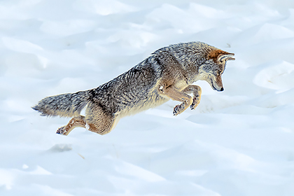Coyote hunting in the snow in Yellowstone National Park in the winter.