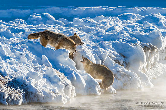 Coyotes fighting along the Madison River photographed during one of my Winter in Yellowstone Photography Tours.
