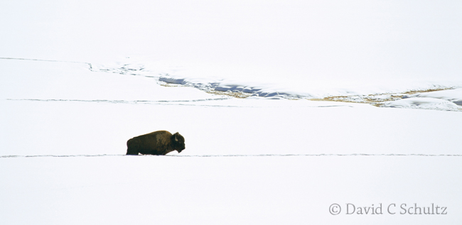 Private Yellowstone Snow Coach Photo Tour to photograph bison and other wildlife in the Park
