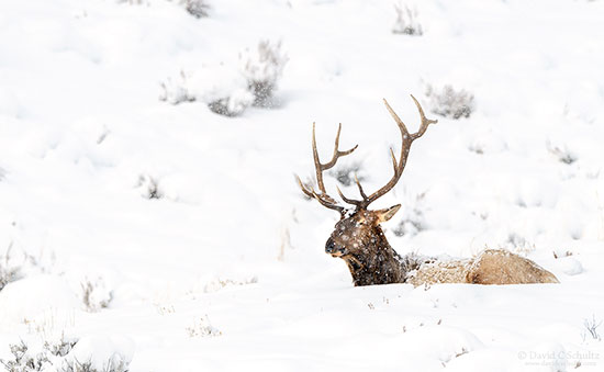 Bull elk during the winter near Mammoth Hot Spring, Yellowstone.