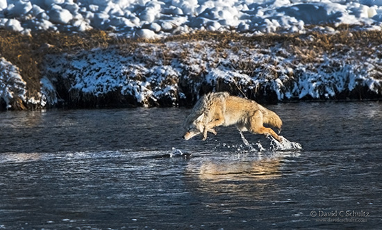 Fishing coyote in Yellowstone during our photo tour