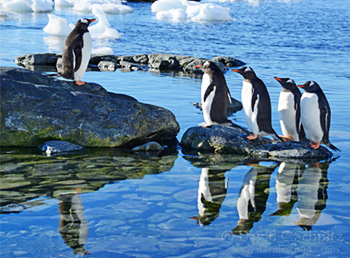 Gentoo penguins in Antarctica by David C Schultz