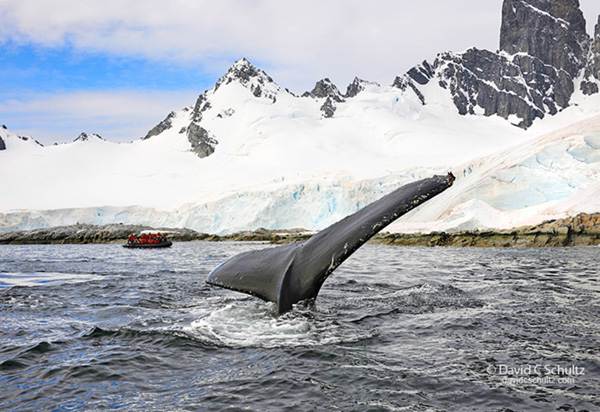 antarctica camera gear list for photographing whales