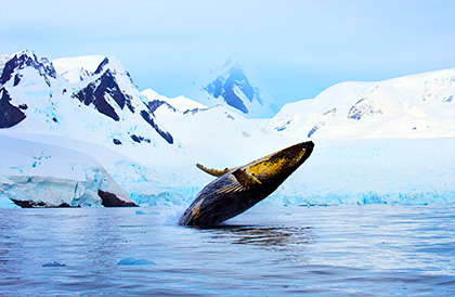 Humpback whale breaching in Antarctica
