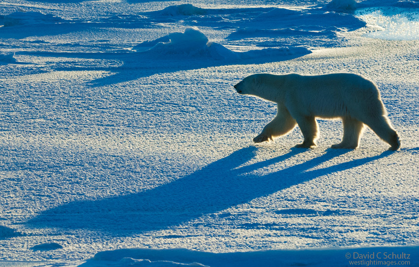 Polar bear on sea ice on the Hudson Bay near the Wapusk National park