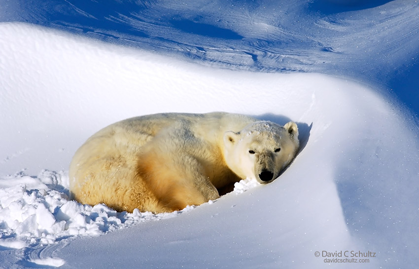Polar bear resting in the Wapusk National Park, Canada