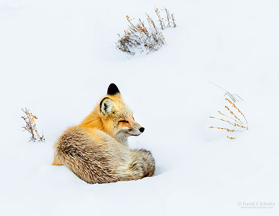 A red fox resting in the snow in Yellowstone National Park.