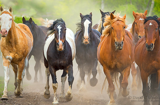 Horse round-up during the Grand Teton Photo Tour 2015