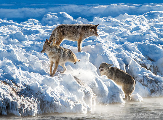 Coyotes during the winter in Yellowstone National Park photographed during my photography tour.