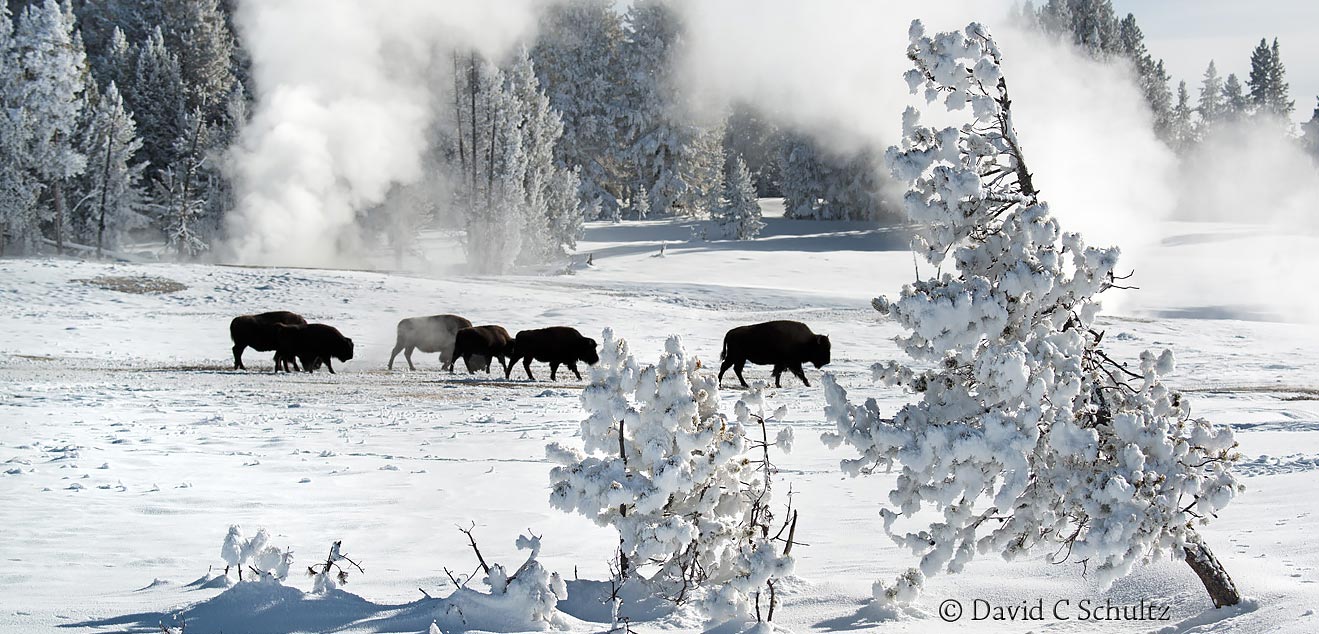 Bison during our Winter in Yellowstone Photography Tour