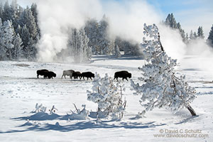 bison and winter in yellowstone photo tour