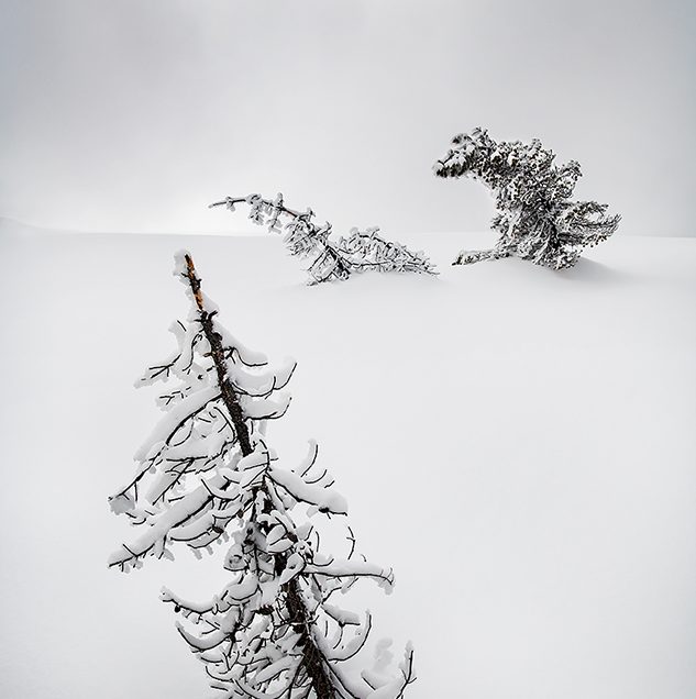 Frost coated trees in the Midway Geyser Basin or Yellowstone.