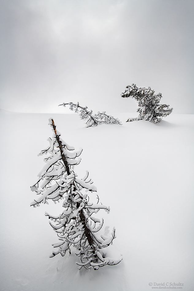 Frost coated trees in the Midway Geyser Basin or Yellowstone.