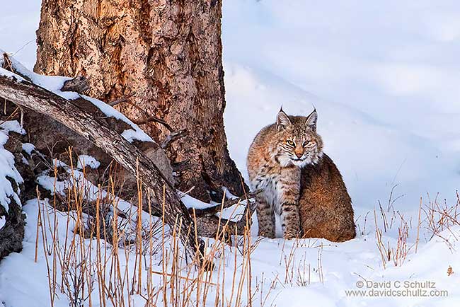 Bobcat photographed in Yellowstone National Park during one of my photo tours.