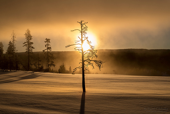 Winter Landscapes of Yellowstone