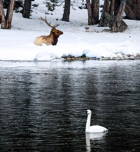Bull elk and trumpeter swan in Yellowstone National Park.