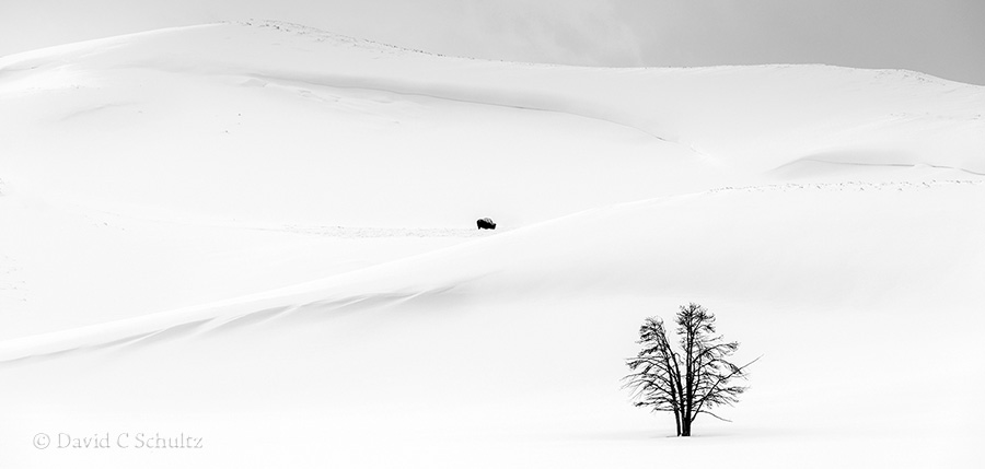 Winter landscapes in Yellowstone with a bison in Hayden Valley